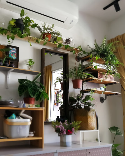 Creative Ways to Decorate Your Apartment With Houseplants