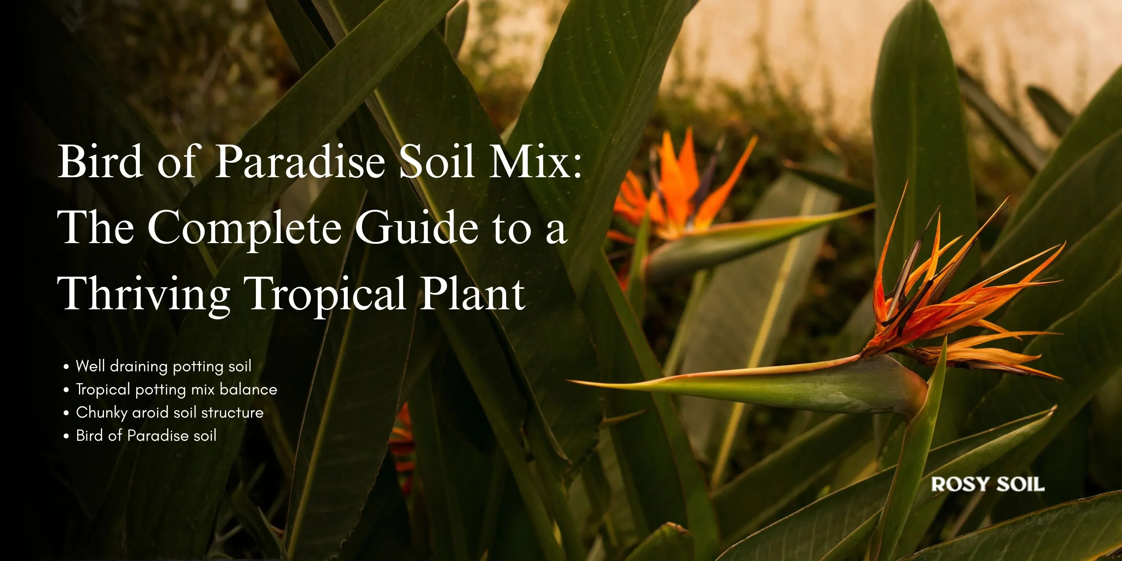 Bird of paradise soil mix