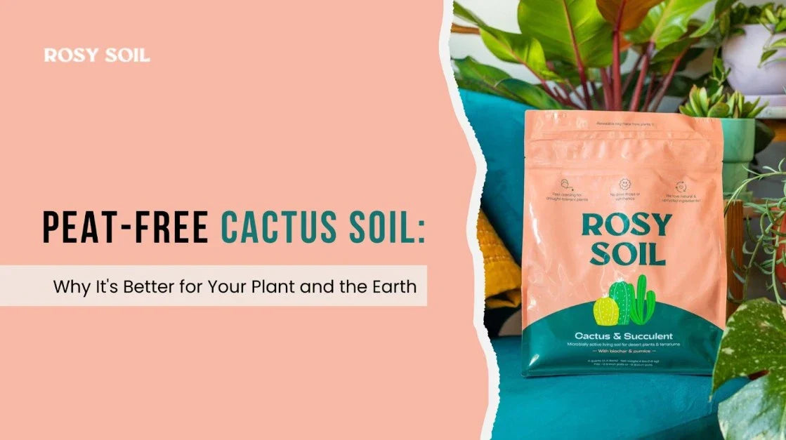Peat-Free Cactus Soil: Why It's Better for Your Plant and the Planet