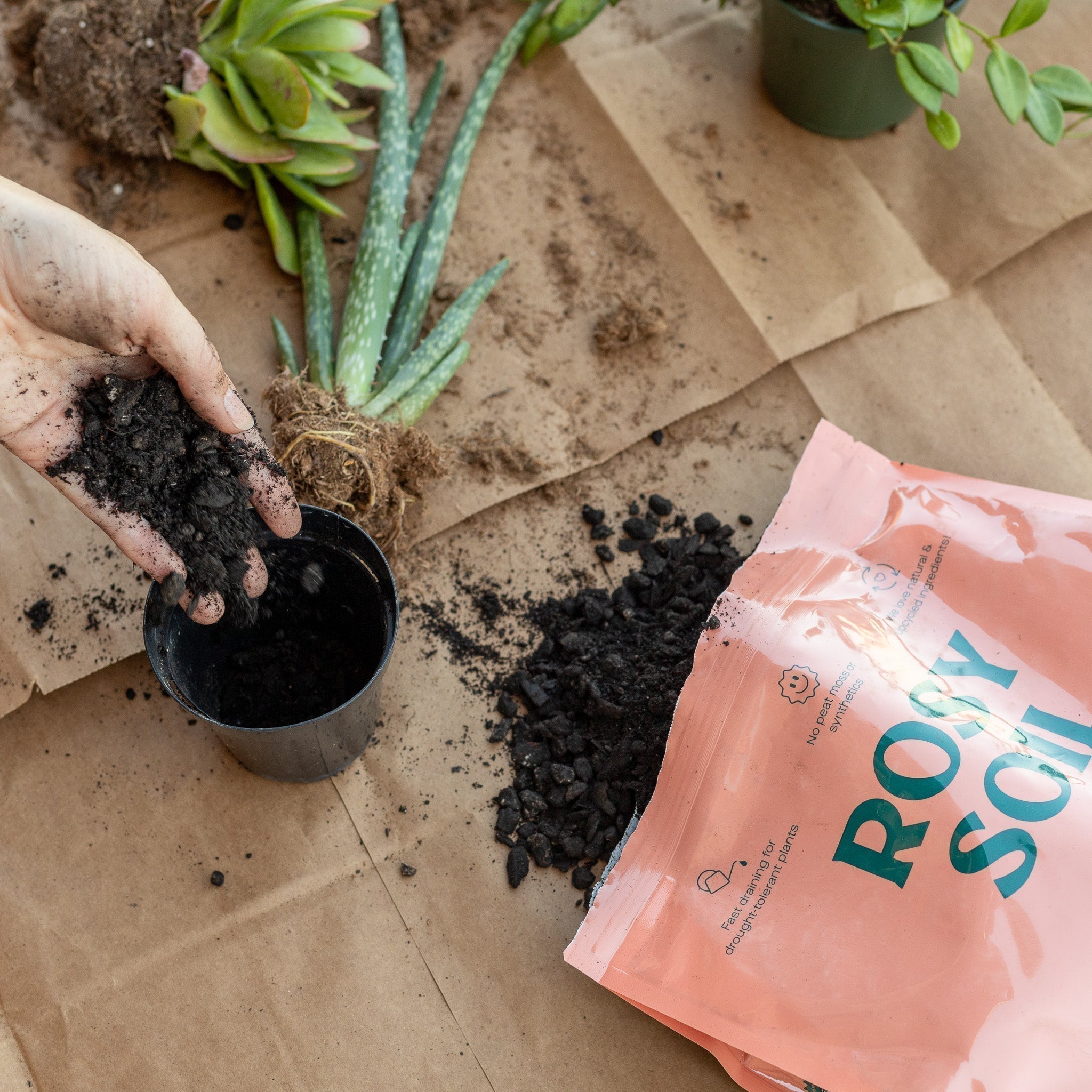 The Ultimate Plant & Soil Finder: What's the Best Soil for Your Housep   Rosy Soil