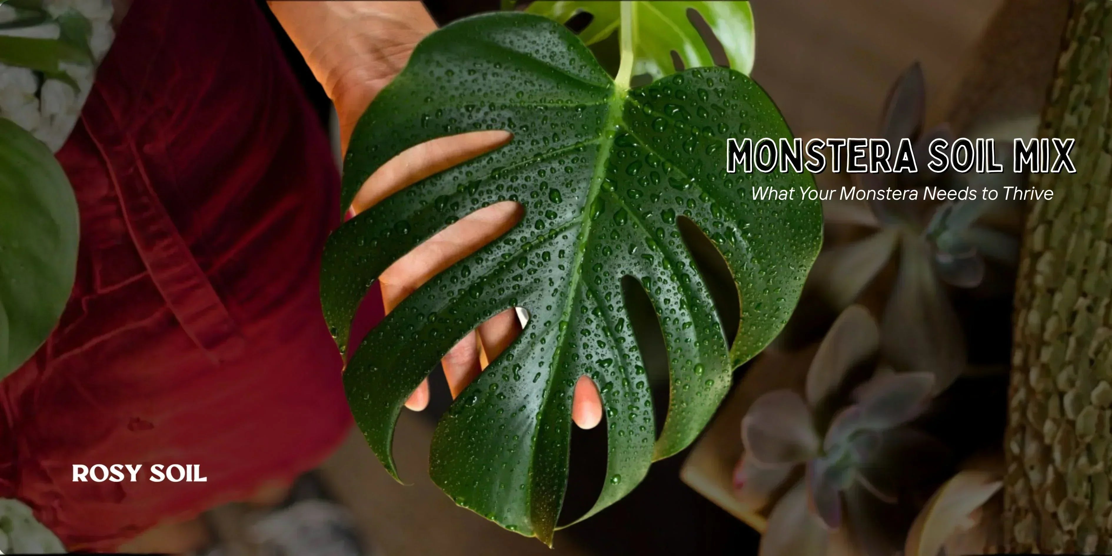 Monstera Soil Mix: What Your Monstera Needs to Thrive