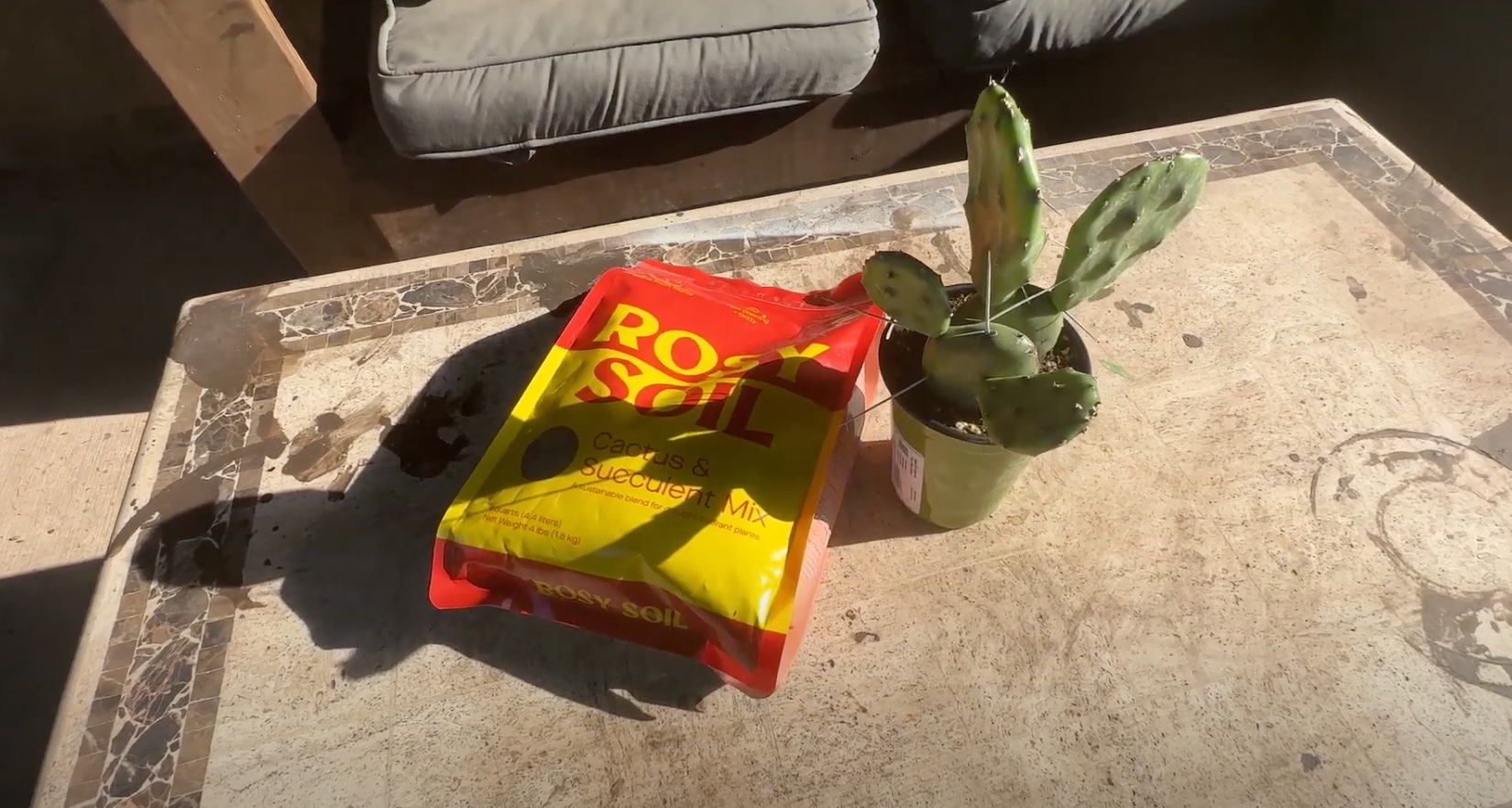 calathea maui queen standort Calathea Maui Queen