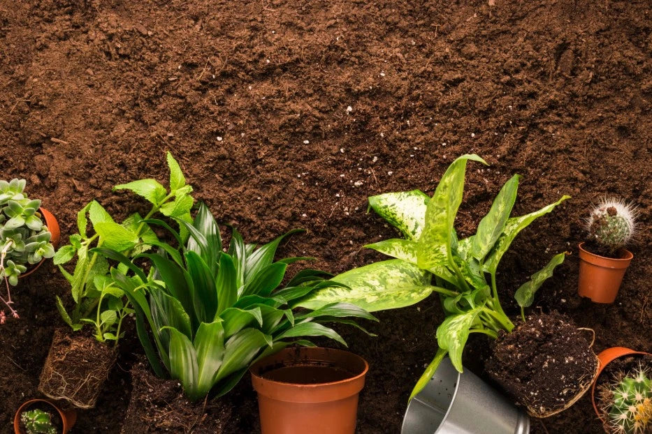 Houseplant Soil