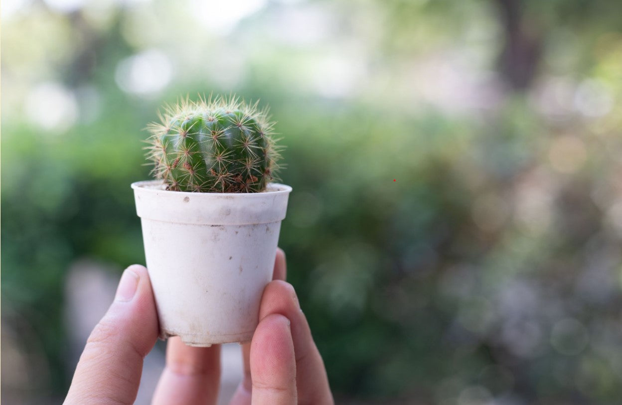 7 Things to Look for in a Cactus Potting Mix Before You Buy