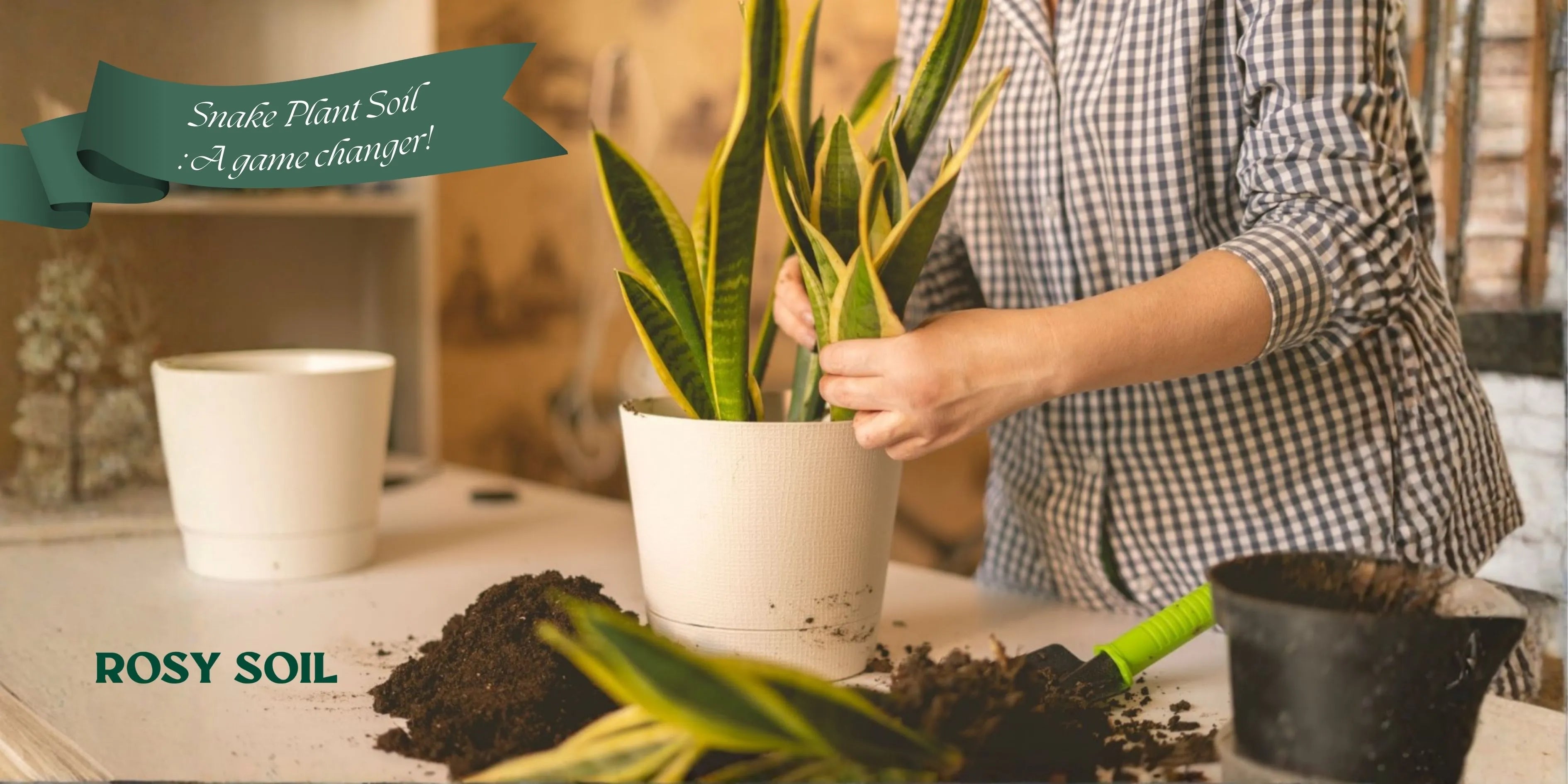 Snake Plant Soil