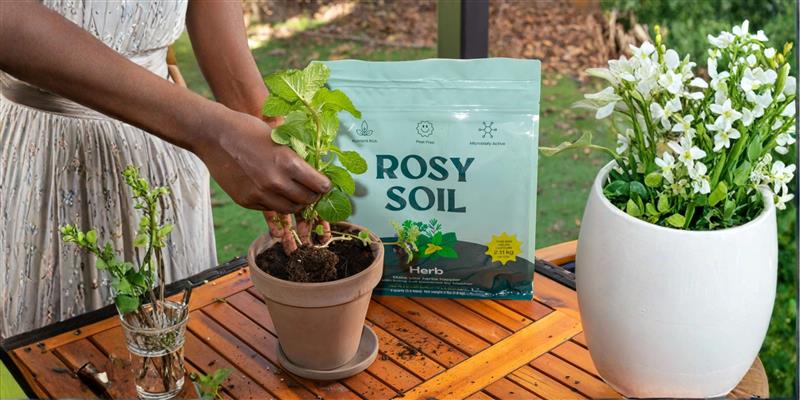 Best Soil for Herbs: A Guide to Choosing the Right Mix (Indoor & Outdoor)