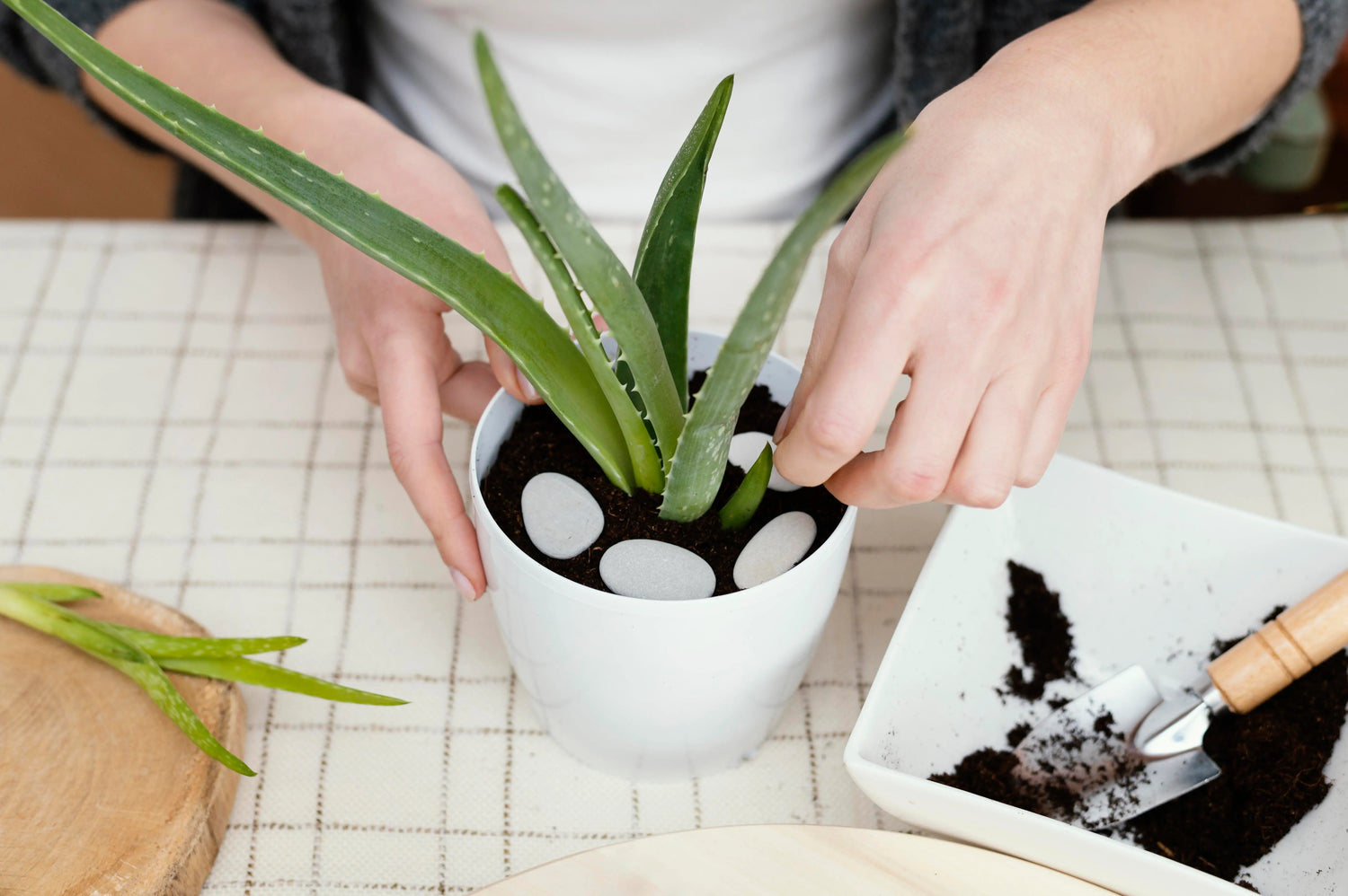 Aloe Soil