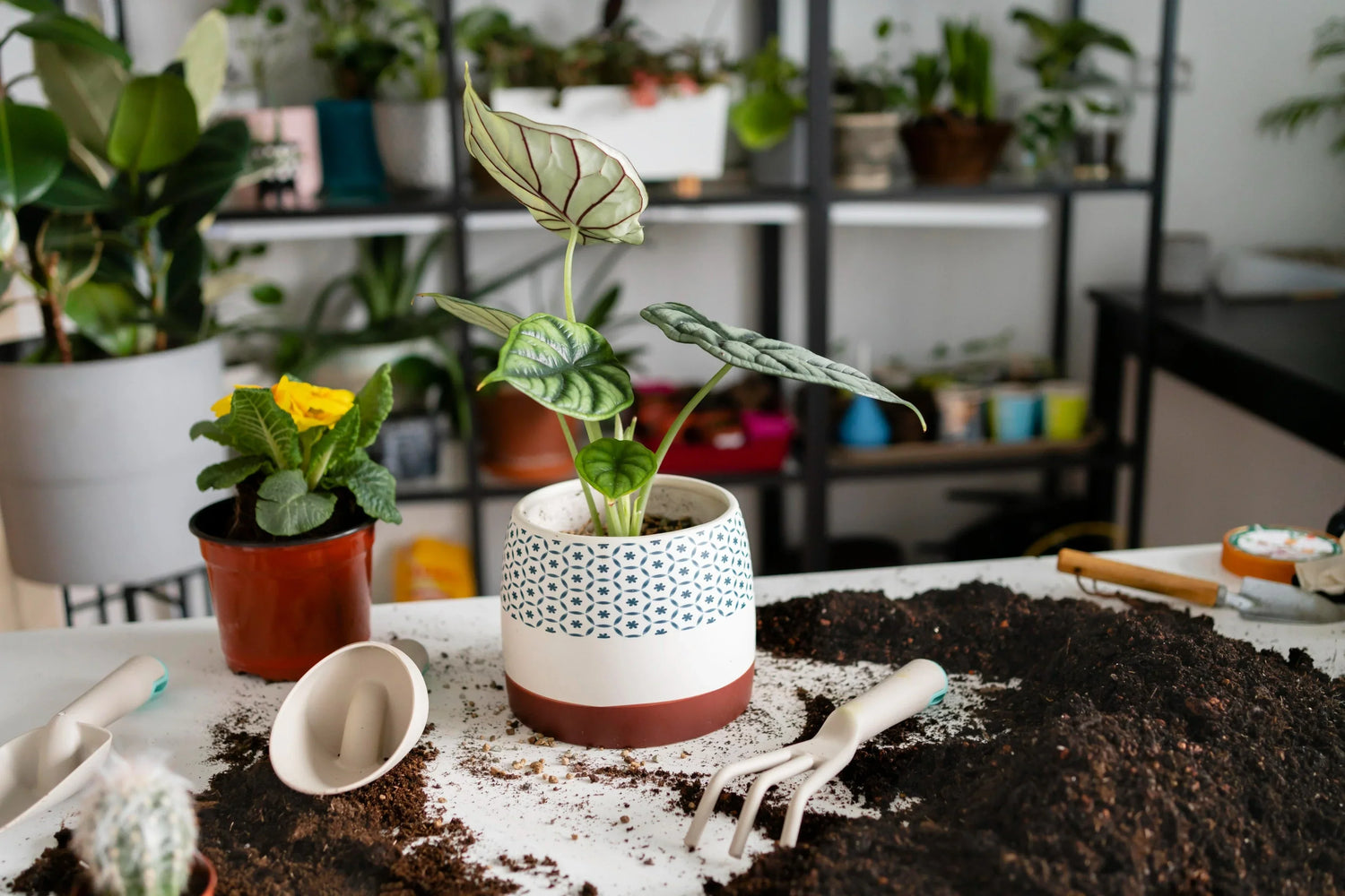 houseplant soil