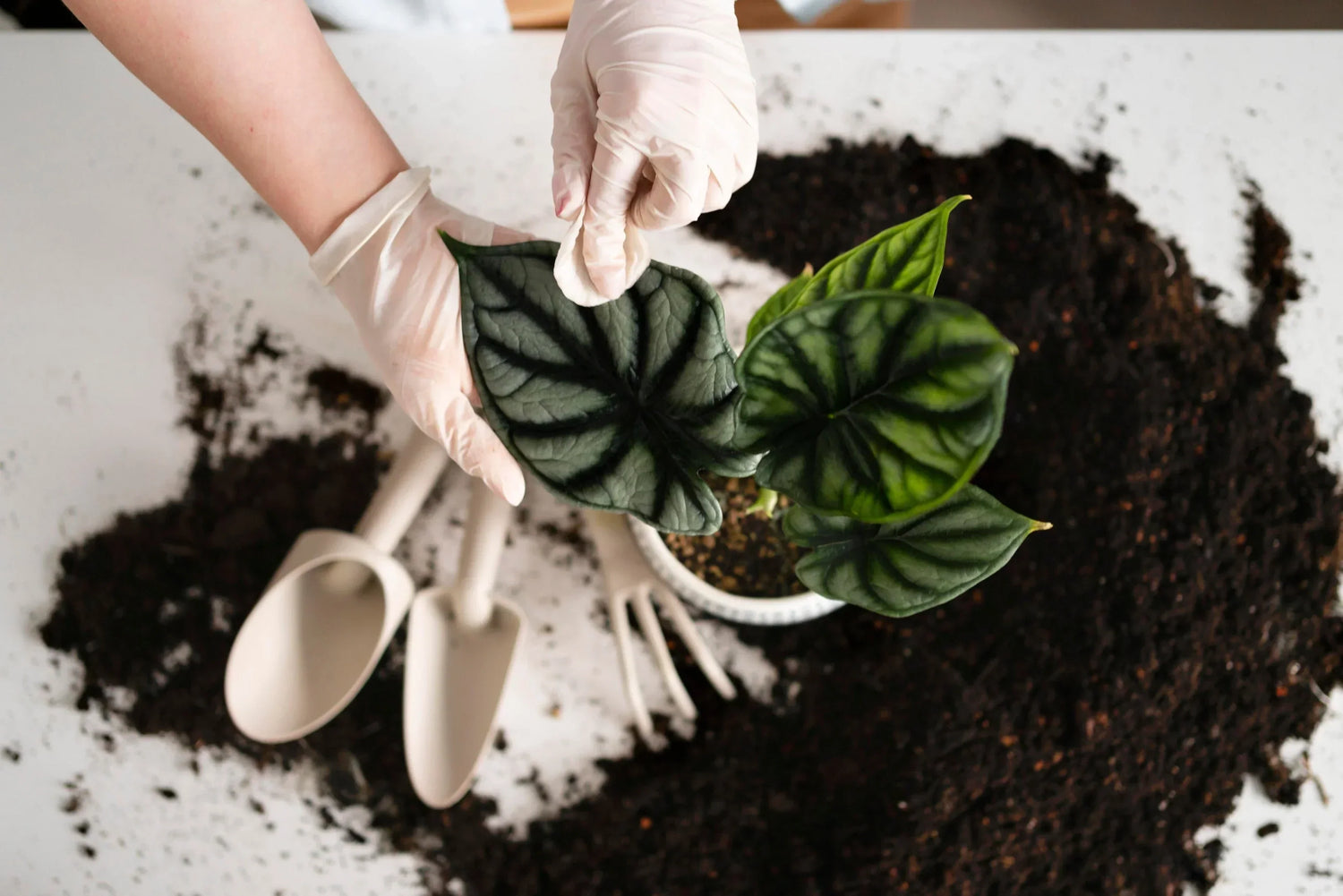 Aroid potting mix