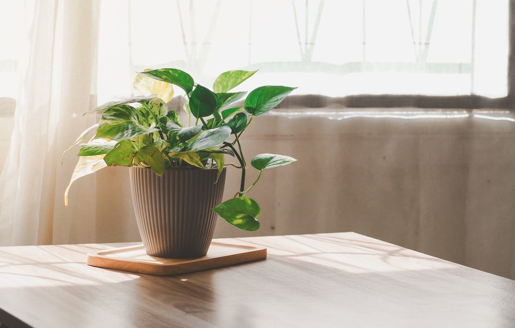 How To Propagate Pothos Plants: 3 Foolproof Ways (Steps + Tips)  Rosy Soil