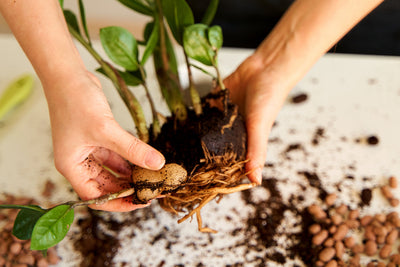 How to Propagate ZZ Plant: 3 Effortless Ways To Grow New Plants