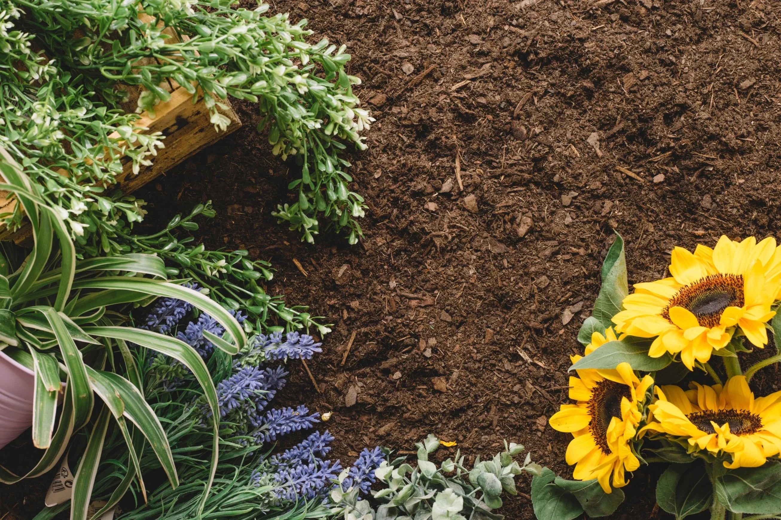 The Truth About Peat in Garden Soil - and Why Rosy Soil Skips It