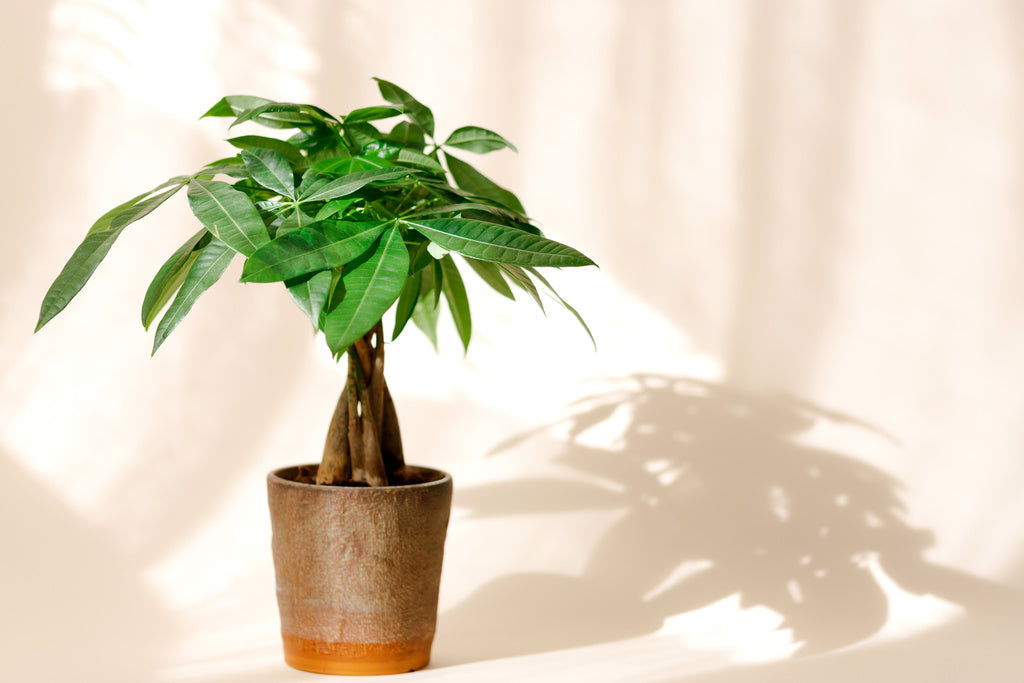 How to propagate money tree