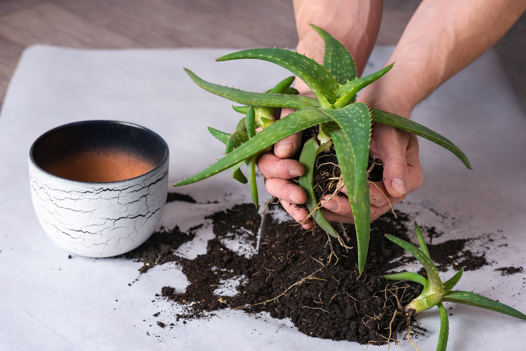repotting-aloe-vera