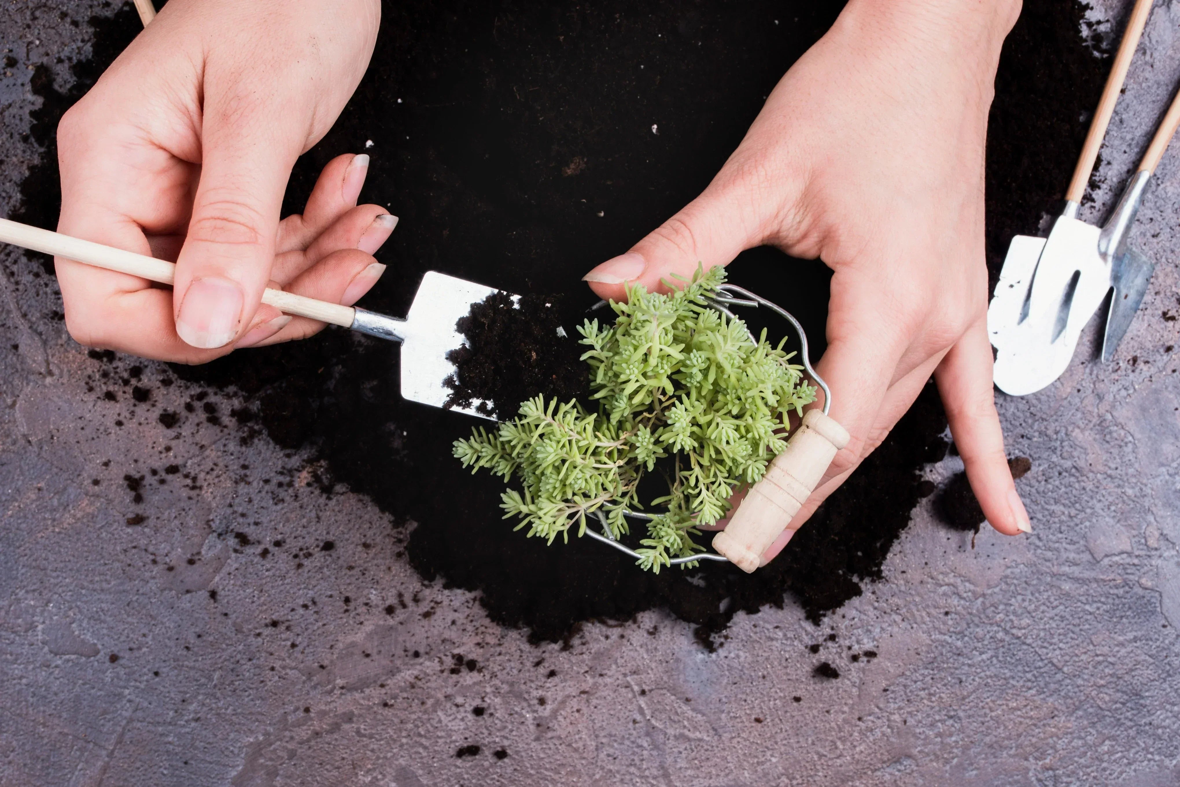 Overwatering vs. Underwatering: How the Right Soil Texture Fixes Both