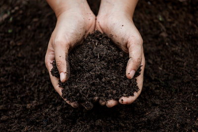 10 Different Types Of Potting Soil (Ingredients, Properties)