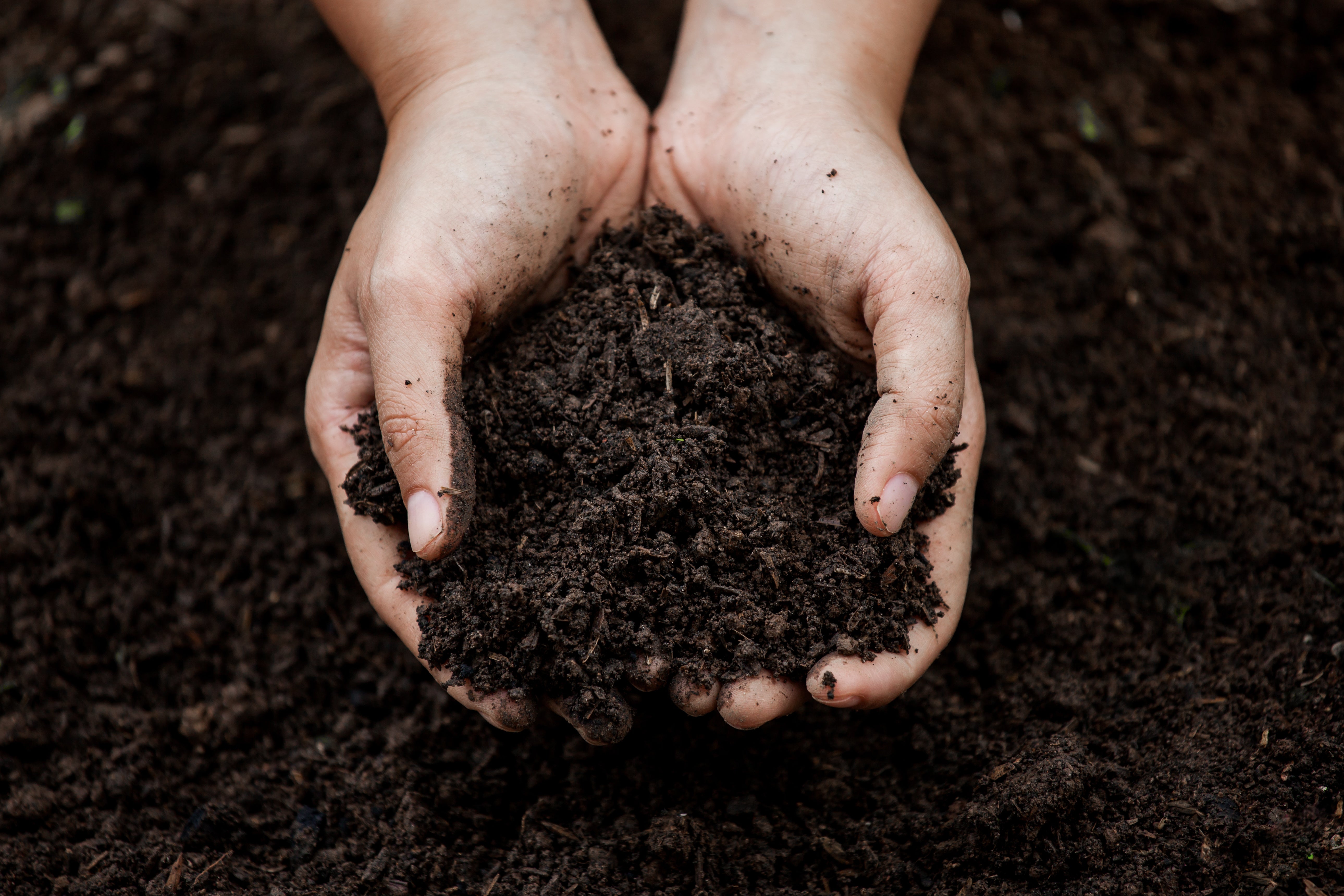What's in potting compost?
