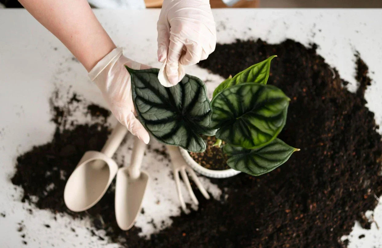 aroid soil