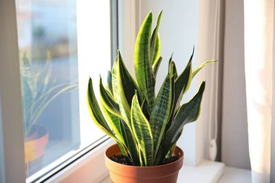 10+ Snake Plant Varieties for Indoors (+ Care Tips & FAQs)