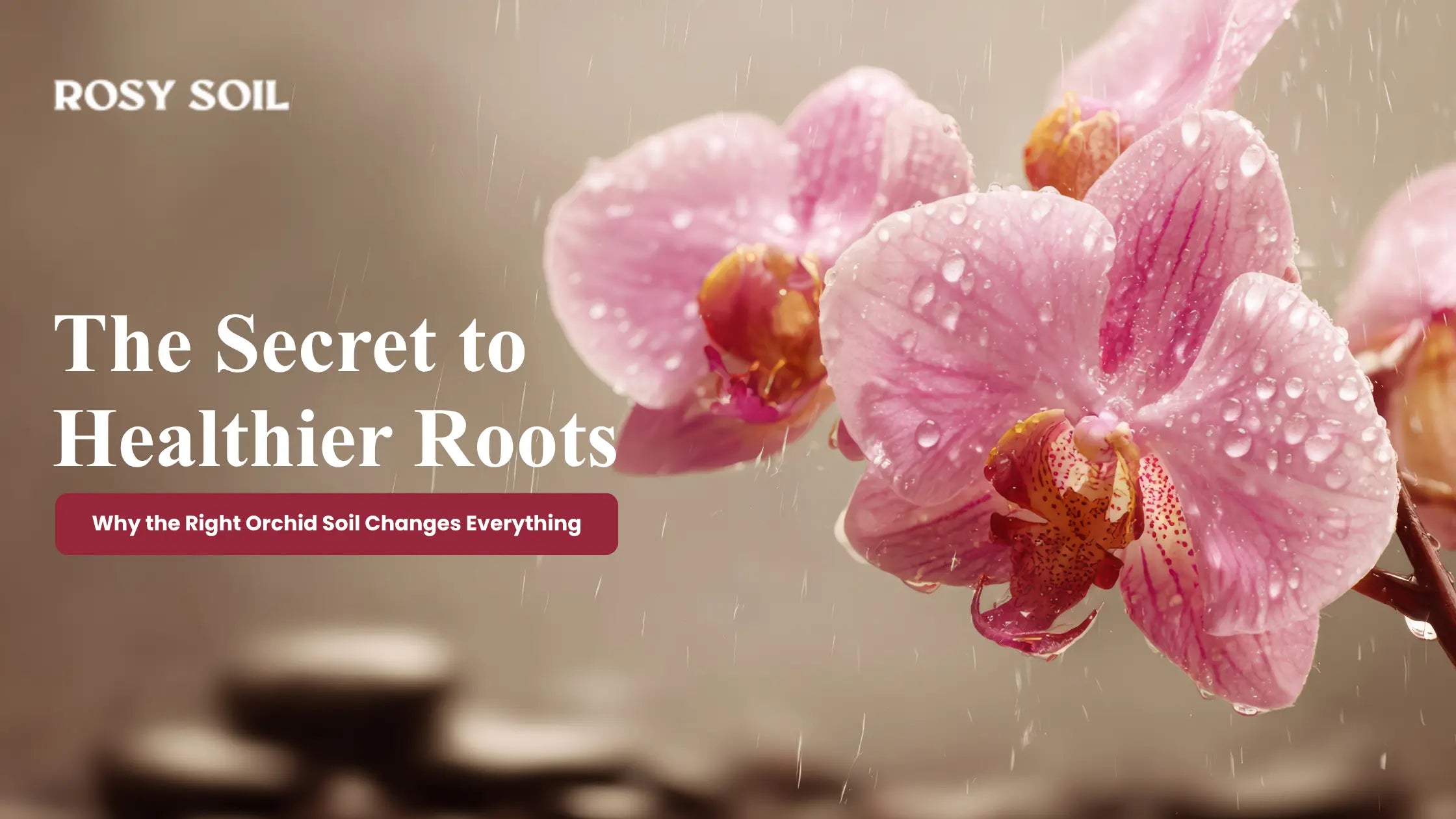 Why Orchid Soil Is the Secret Behind Healthier Roots and Better Blooms
