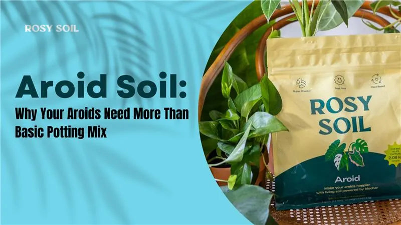 Your Aroids Need More Than Basic Soil - Here's the Science