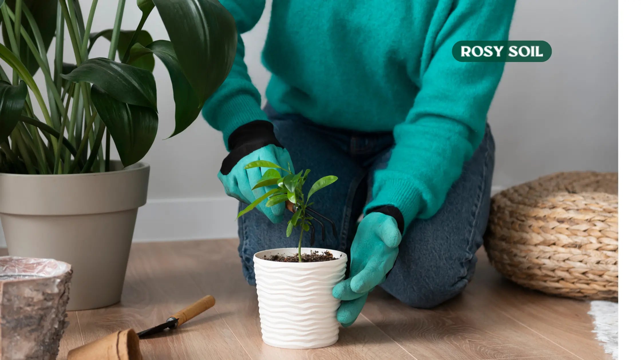 Repot a Houseplant