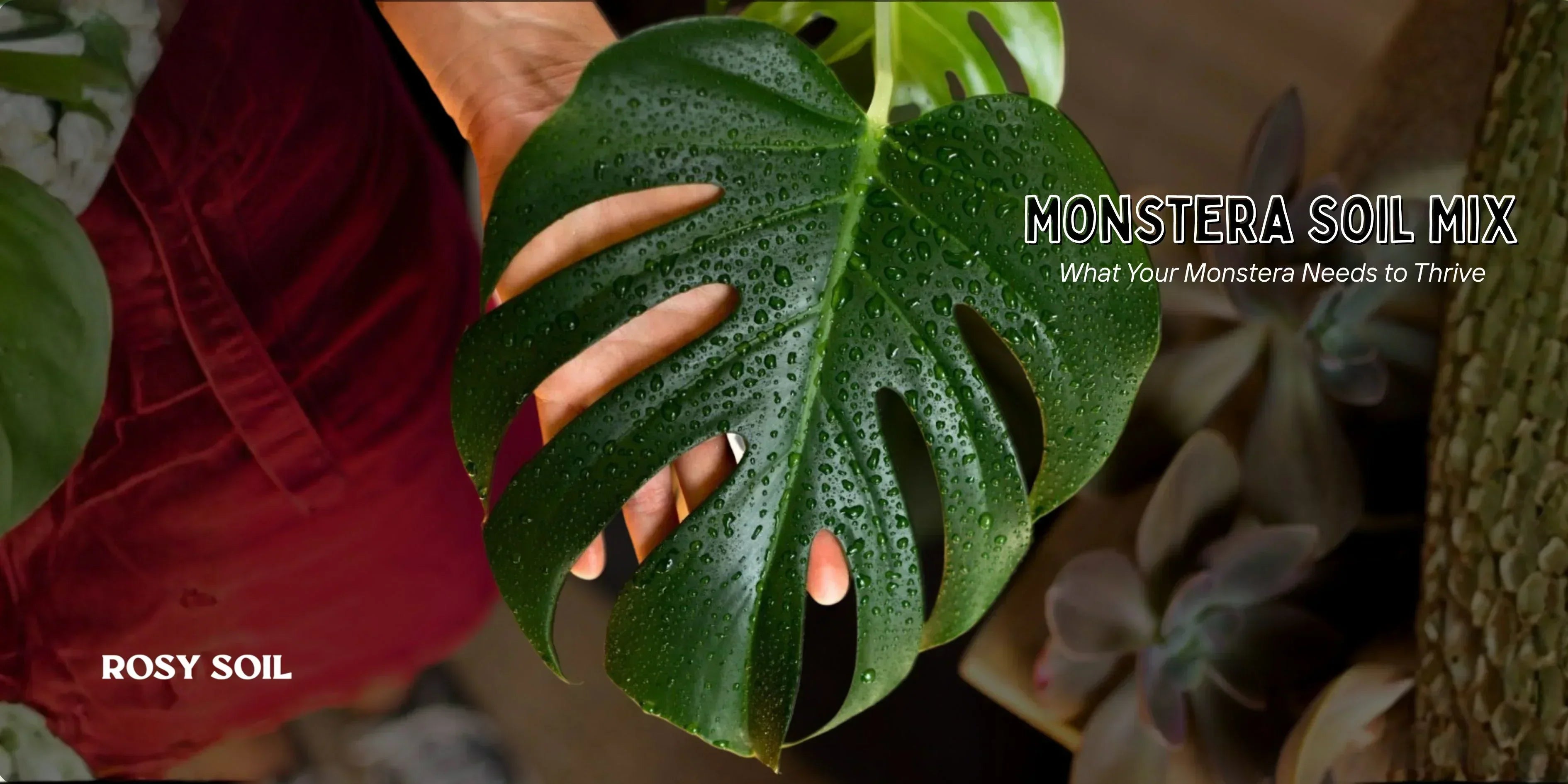Monstera Soil Mix: What Your Monstera Needs to Thrive