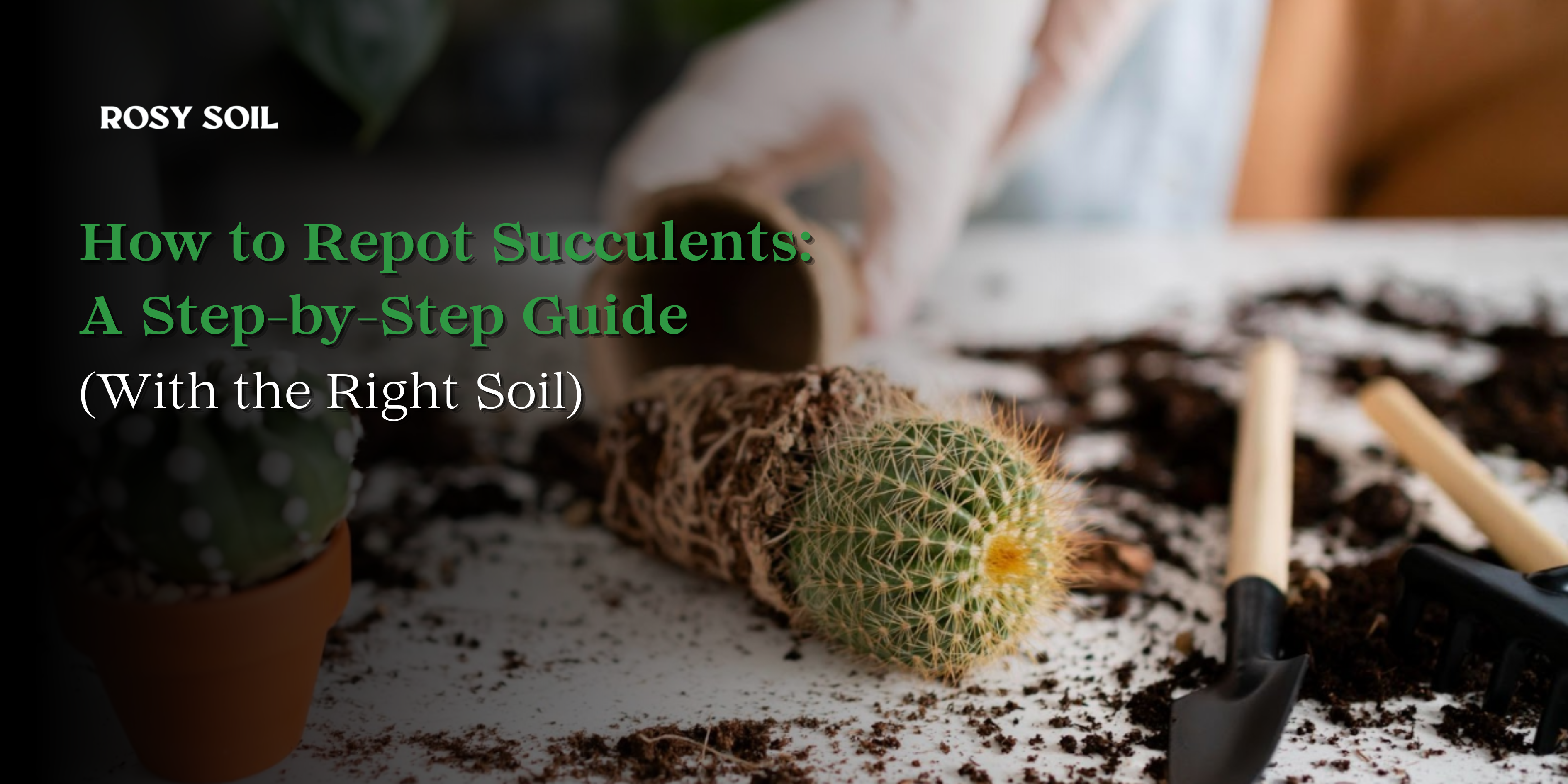 succulent soil