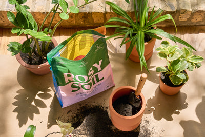 Garden Soil vs Potting Soil: 4 Major Differences + 3 FAQs