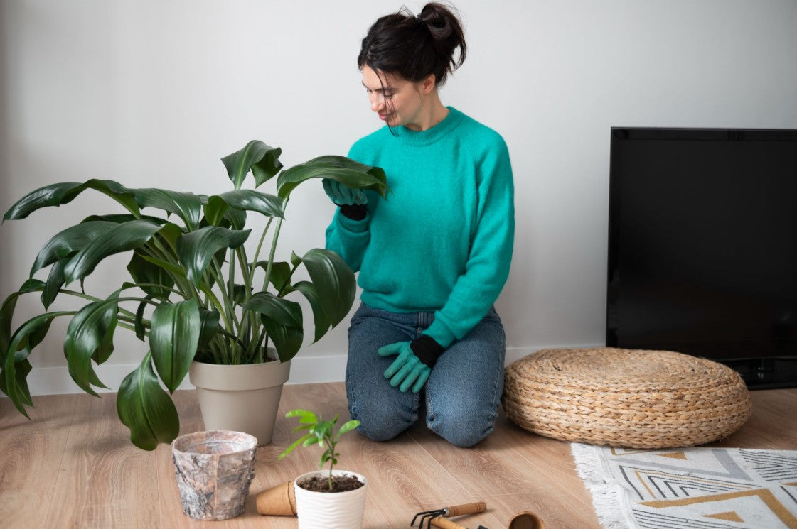 Repot a Houseplant
