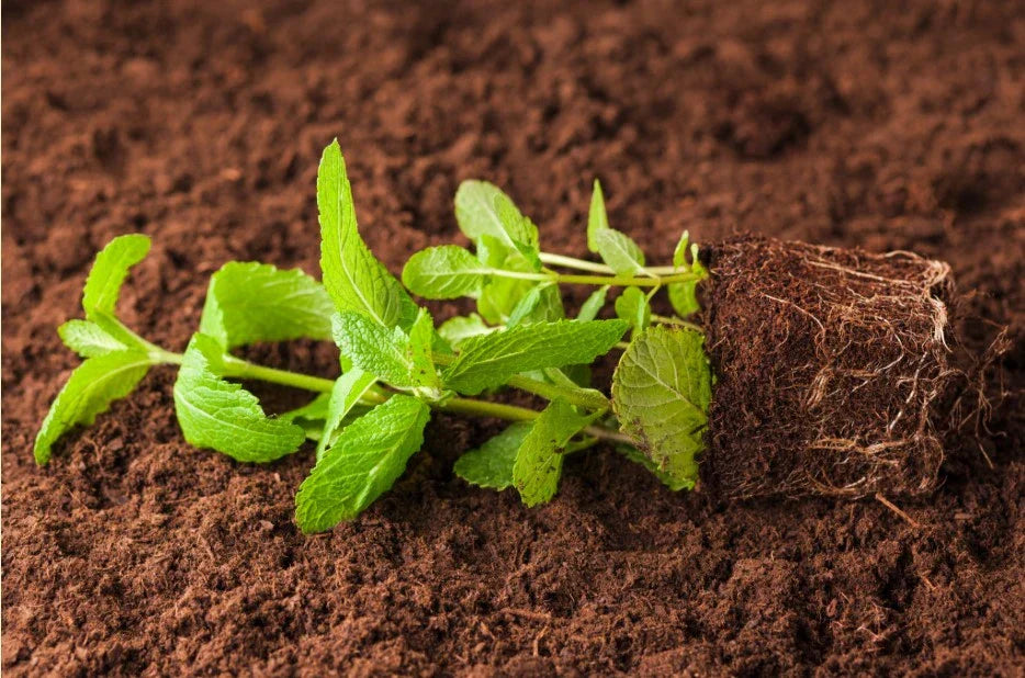 Herb Soil: What Makes It Different from Regular Potting Soil?