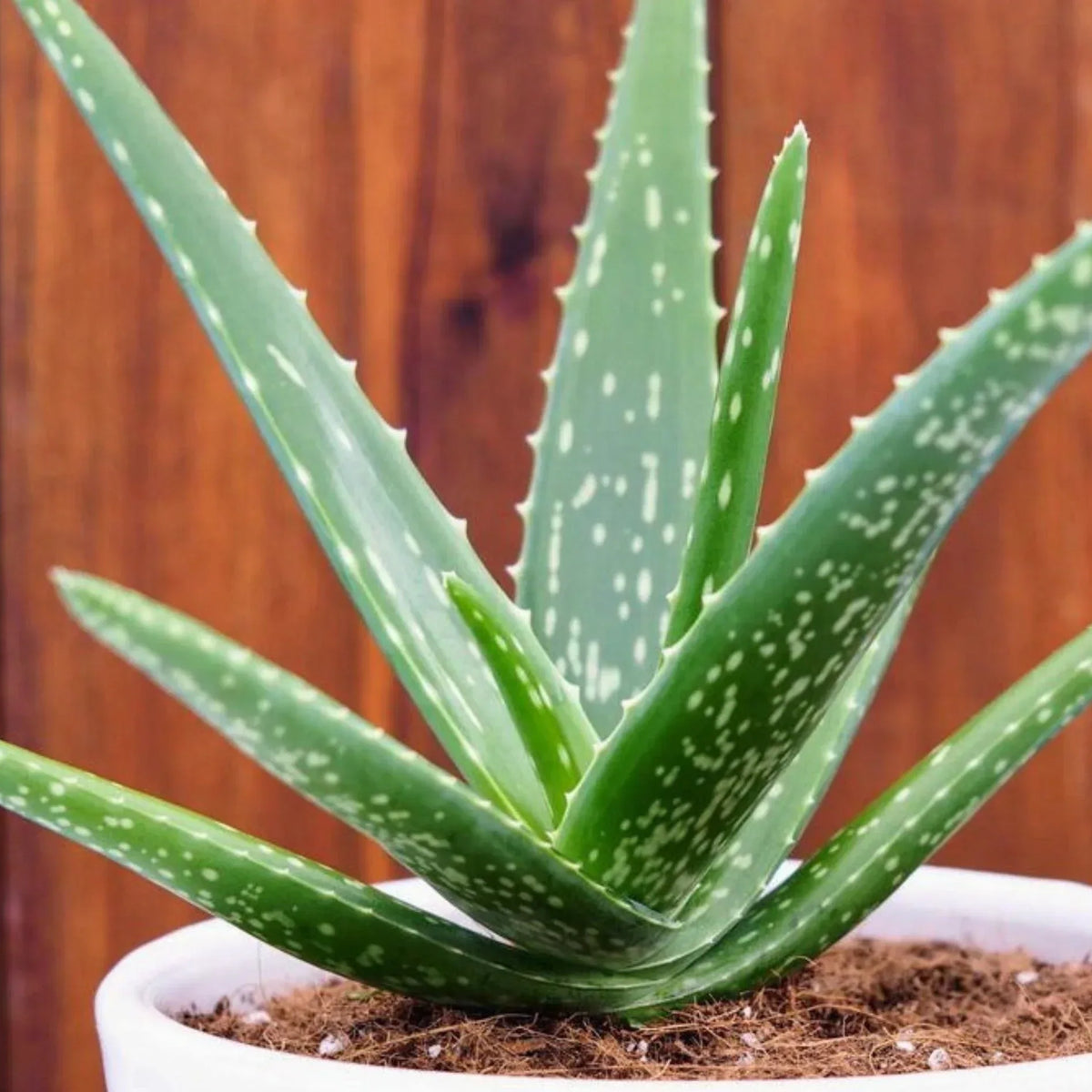 aloe vera gel cream Soothing & Moisture Aloe Vera Cleansing Gel Cream main image 1