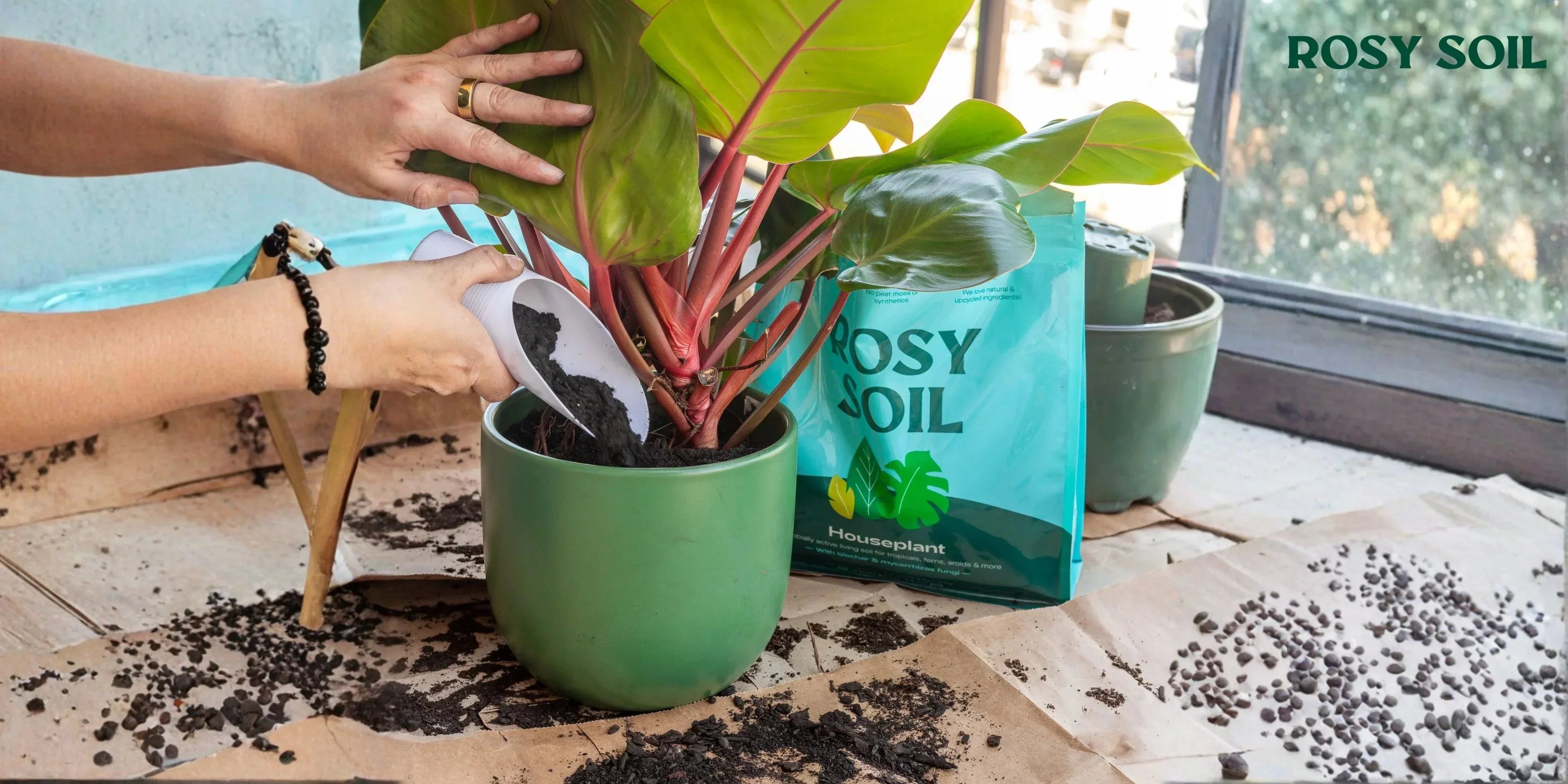best houseplant soil