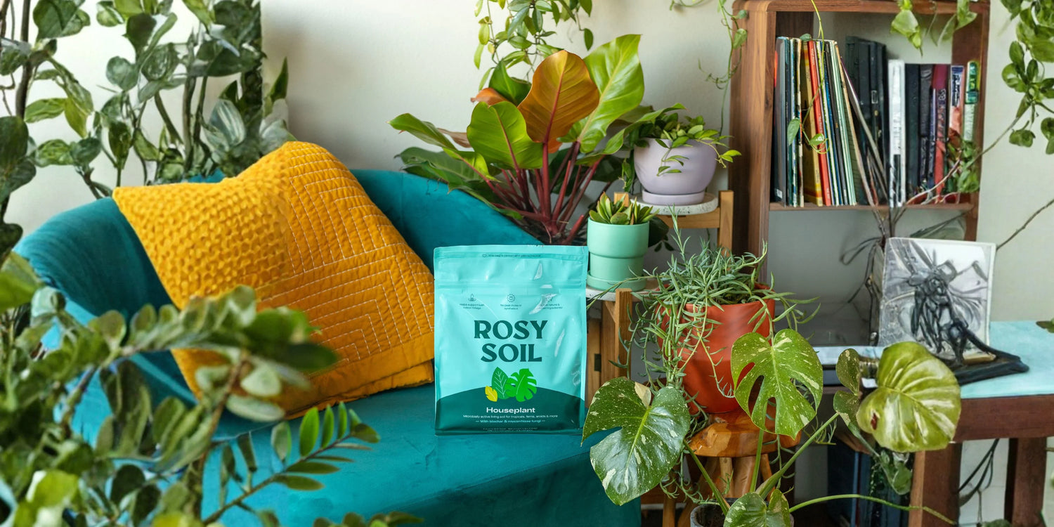 Is Your Indoor Plant Rootbound? 6 Signs It Needs New Potting Soil