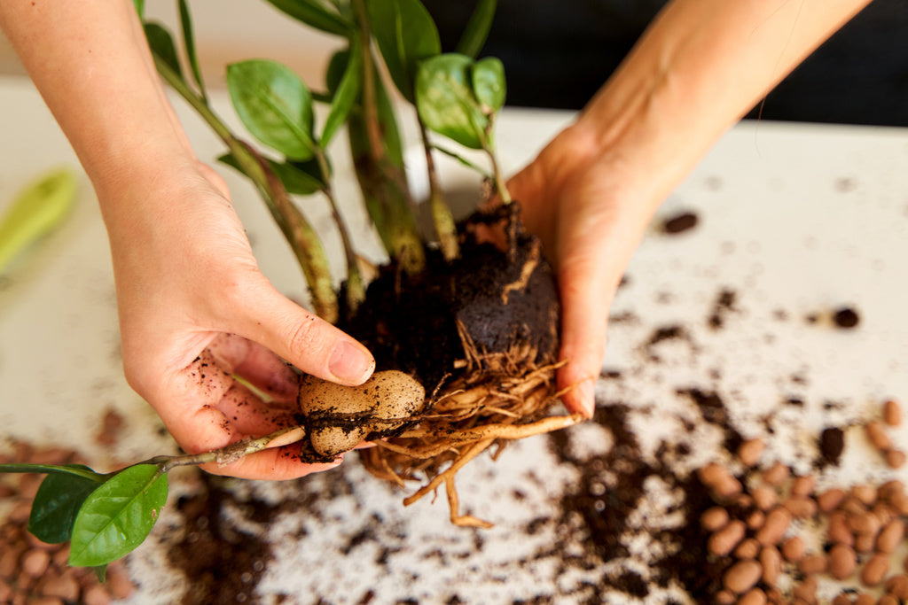 zz-plant-root-ball-propagation