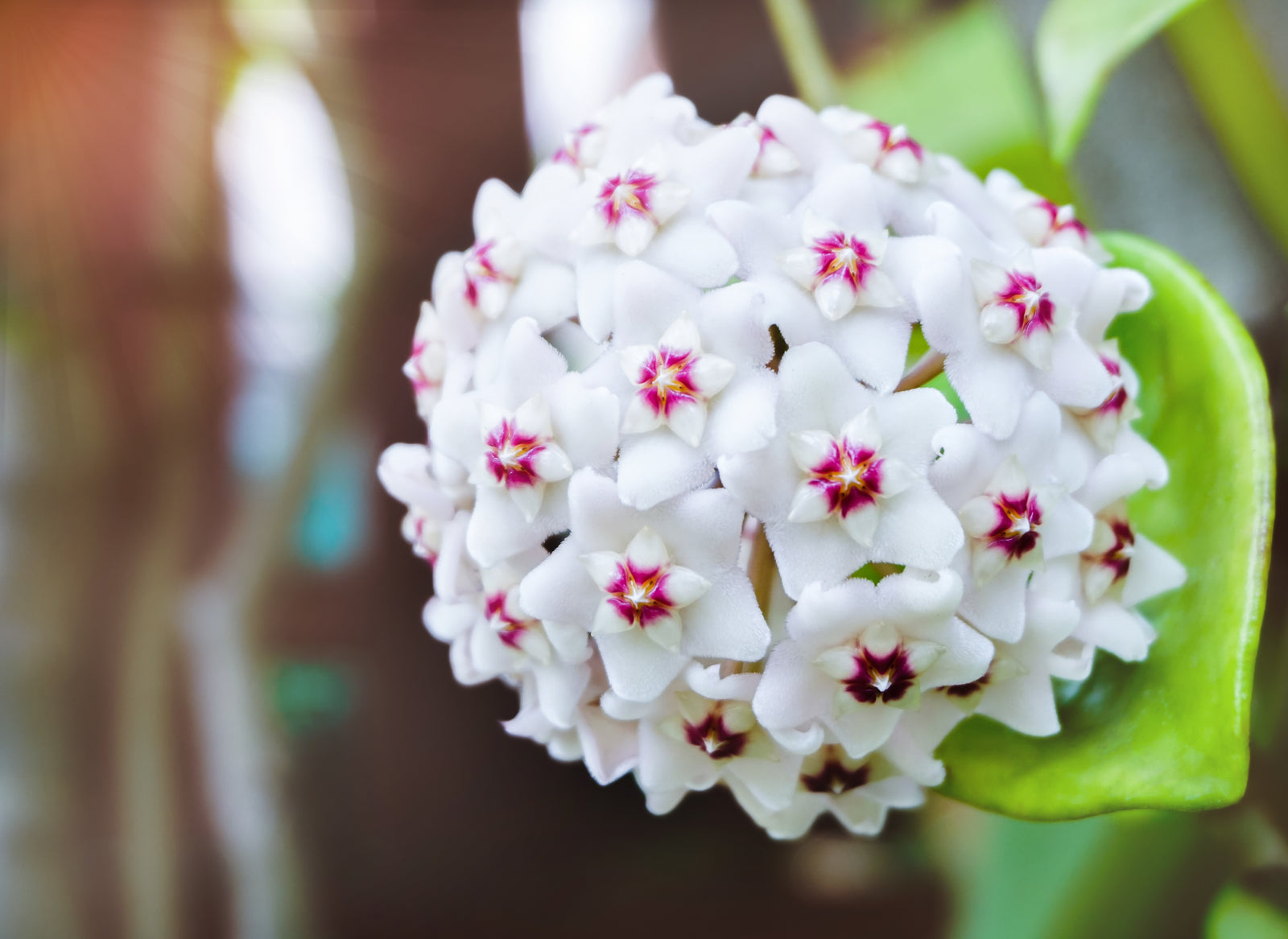 Hoya’s Heavenly Bloom: A Sight To Behold