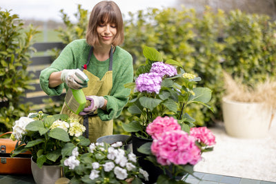 When Do Hydrangeas Bloom (Key Factors + Plant Care Tips)