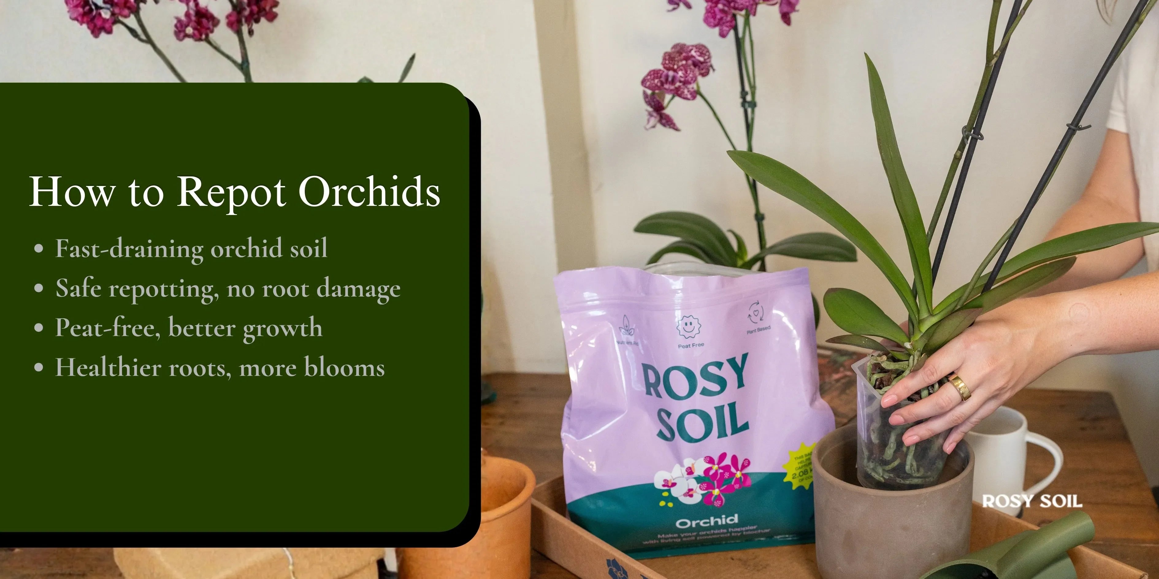 How to Repot Orchids