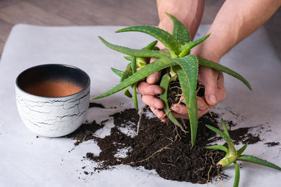 A Step-by-Step Guide to Repotting Aloe Vera (+ 5 Best Practices)