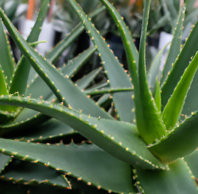 How To Propagate Aloe: A Complete Guide (Steps + FAQs)