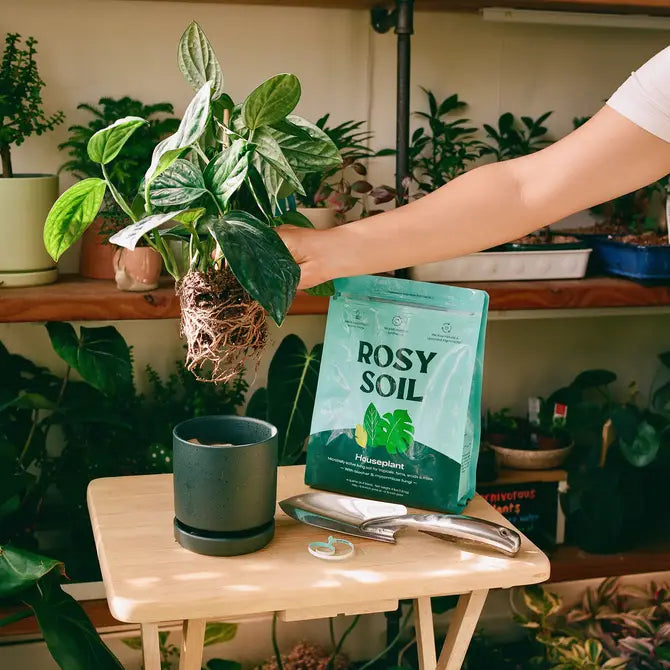 Repotting houseplant with Rosy Soil potting mix