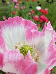 Amphora Poppy