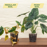Aroid Soil