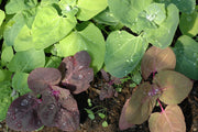 Aurora Orach Mix