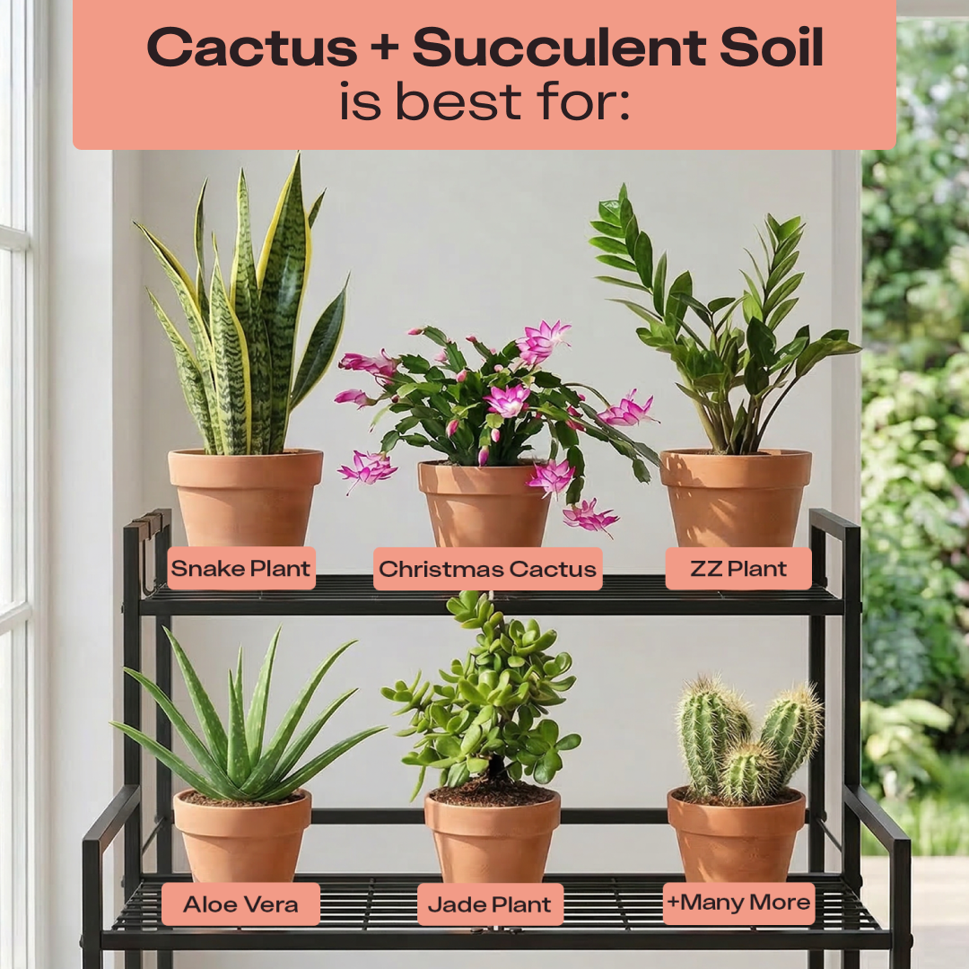 succulent soil for zz plant Cactus & Succulent Soil