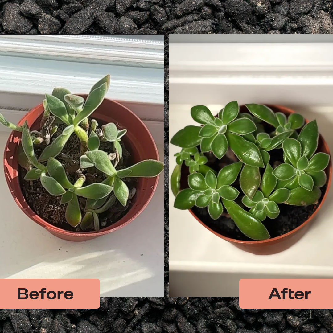 succulent plant soil Cactus & Succulent Soil