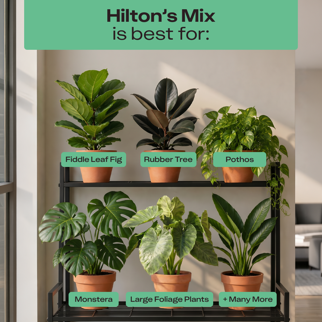 Hilton Carter's Signature Mix