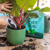 Plant Parent Bundle