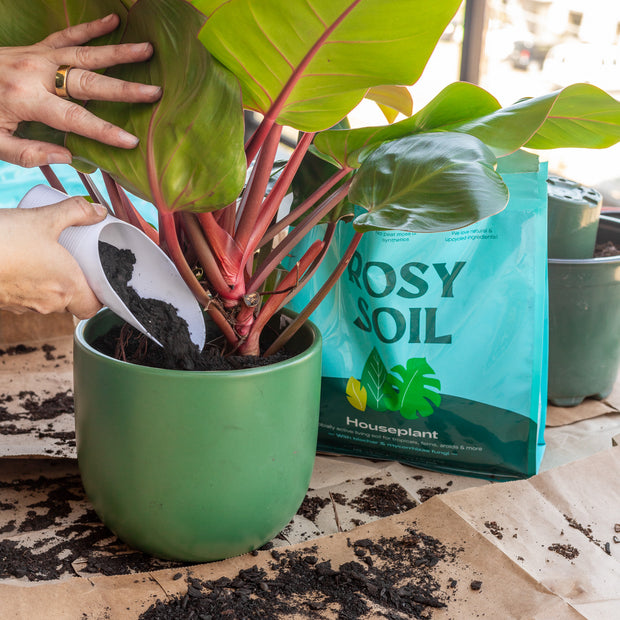 Houseplant Soil