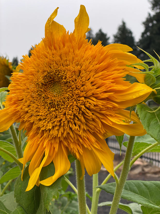 Goldy Double Sunflower